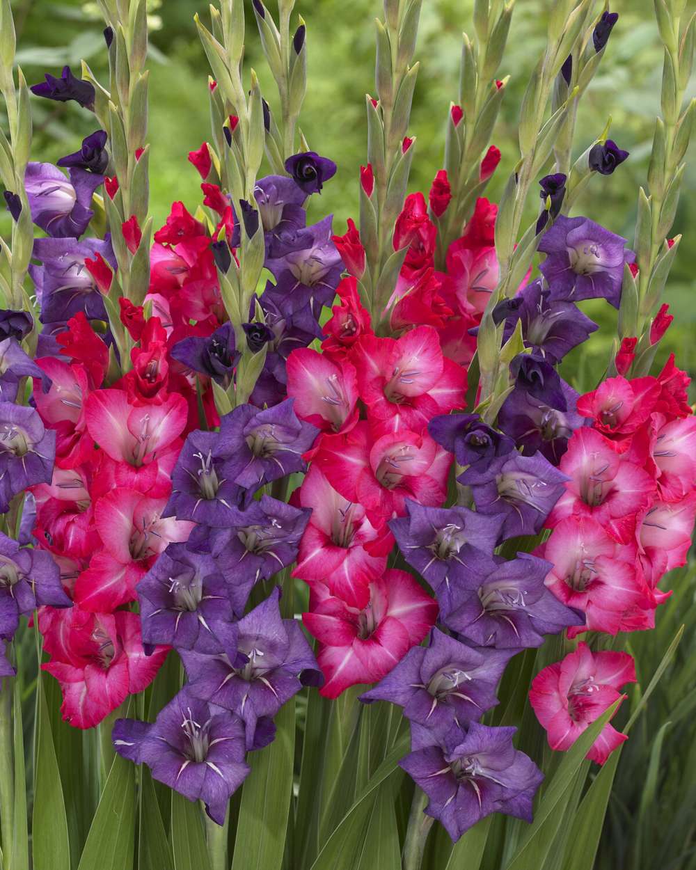 Gladiolusmix 'Velvet Opera'
